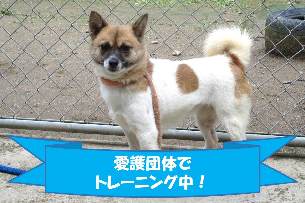 犬の写真